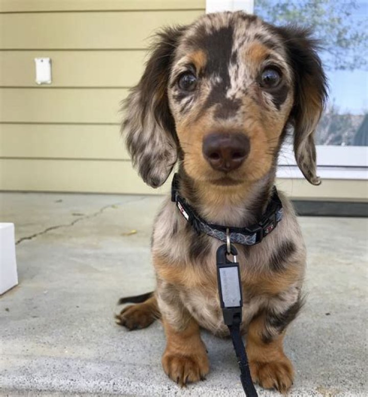 Unveiling The Dapple Miniature Long Haired Dachshund: Unlocking Secrets And Surprises