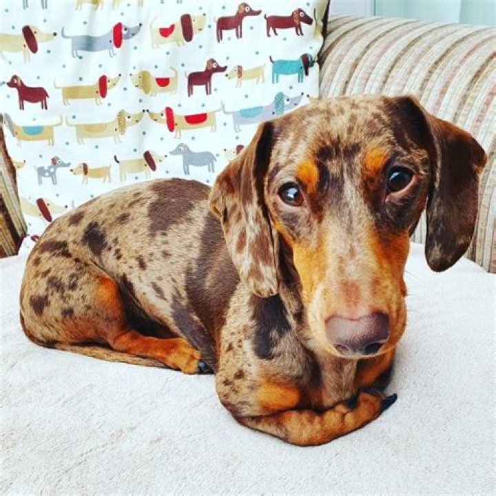 Unveiling The Dapple Sausage Dog: Discoveries And Insights