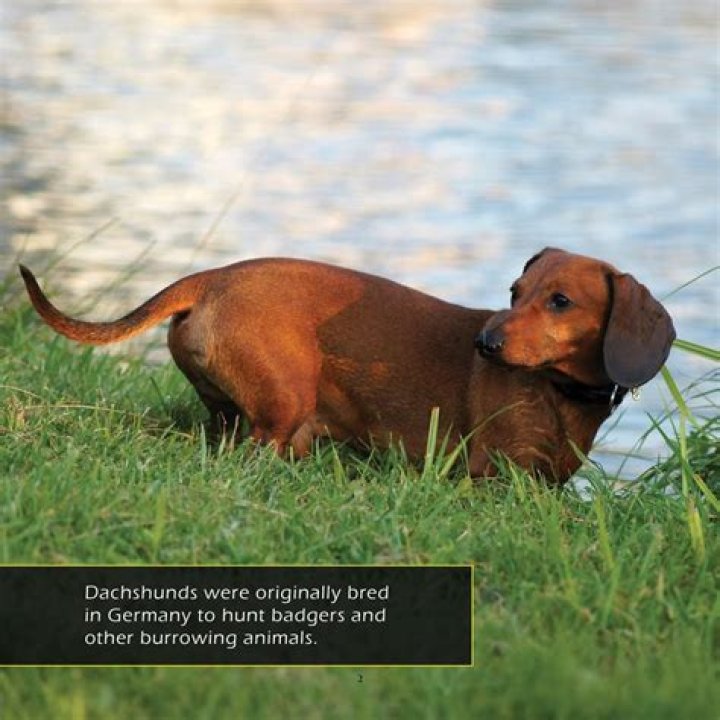 Unveiling The Enchanting World Of Dachshunds: Discover Their Remarkable Traits