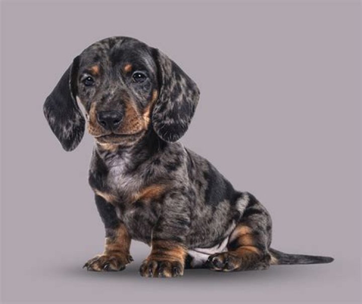 Unveiling The Enchanting World Of Dapple Dachshunds: A Journey Of Discovery