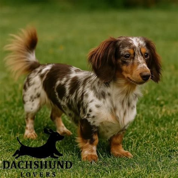 Unveiling The Enchanting World Of Dapple Long Haired Dachshunds
