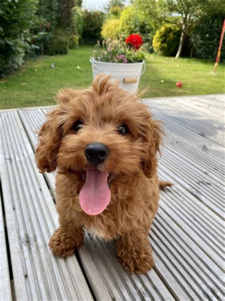 Unveiling The Enchanting World Of Hairy Dachshunds: A Journey Of Discoveries