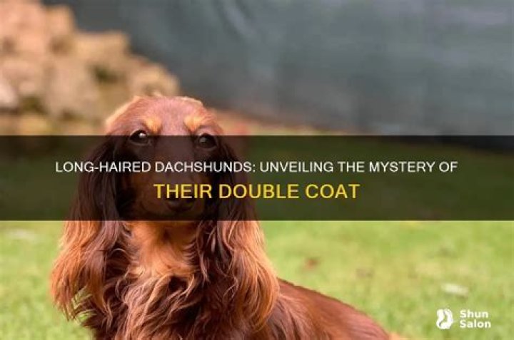 Unveiling The Enchanting World Of Long Hair Dachshunds