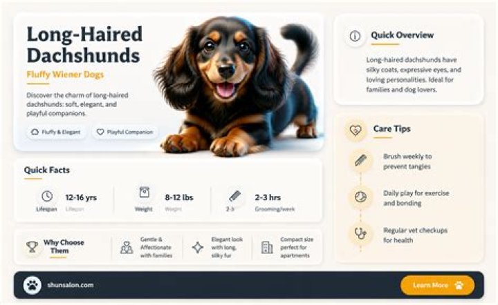 Unveiling The Enchanting World Of Long Hair Weiner Dogs: Discoveries And Insights