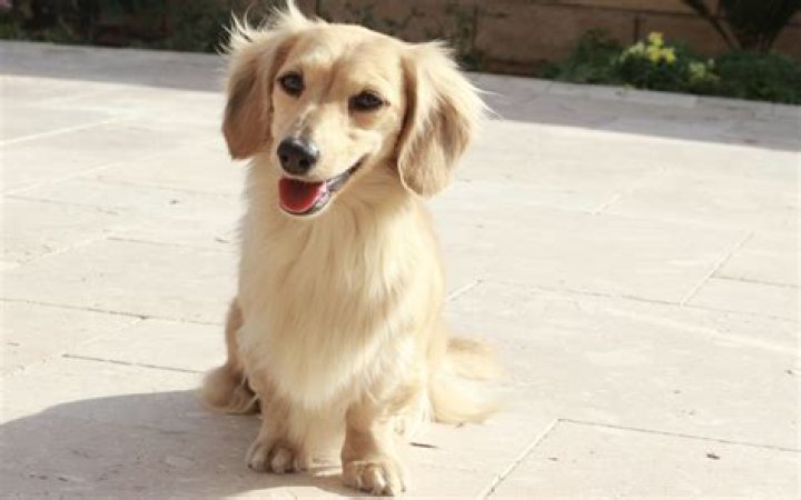Unveiling The Enchanting World Of Long Haired Cream Dachshunds: Discoveries And Insights