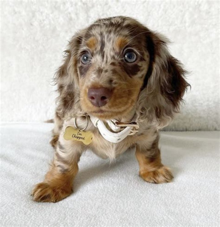 Unveiling The Enchanting World Of Long Haired Dapple Dachshunds: Discover Their Secrets