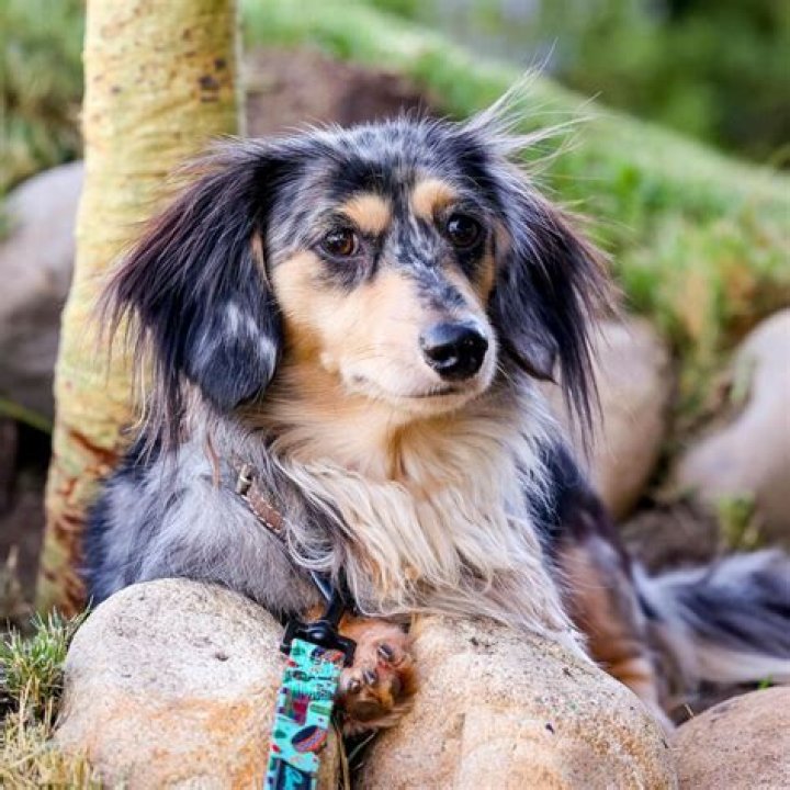 Unveiling The Enchanting World Of Long Haired Merle Dachshunds: A Journey Of Discovery