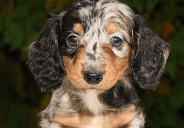 Unveiling The Enchanting World Of Long Haired Spotted Dachshunds