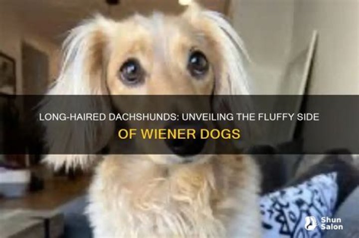 Unveiling The Enchanting World Of Long Haired Weiner Dogs