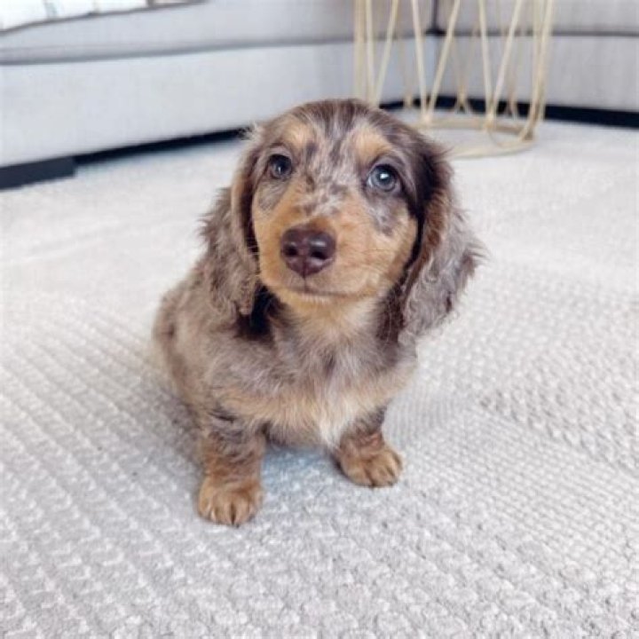 Unveiling The Enchanting World Of Miniature Dachshunds Dapple
