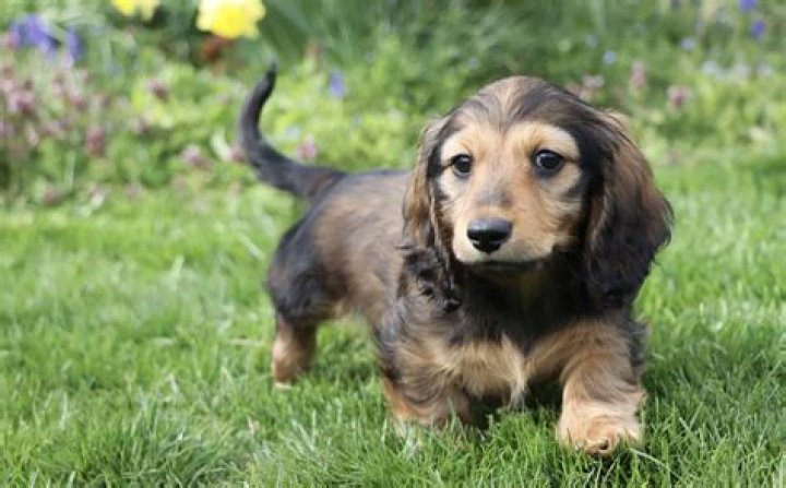 Unveiling The Enchanting World Of Miniature Dachshunds With Long Hair