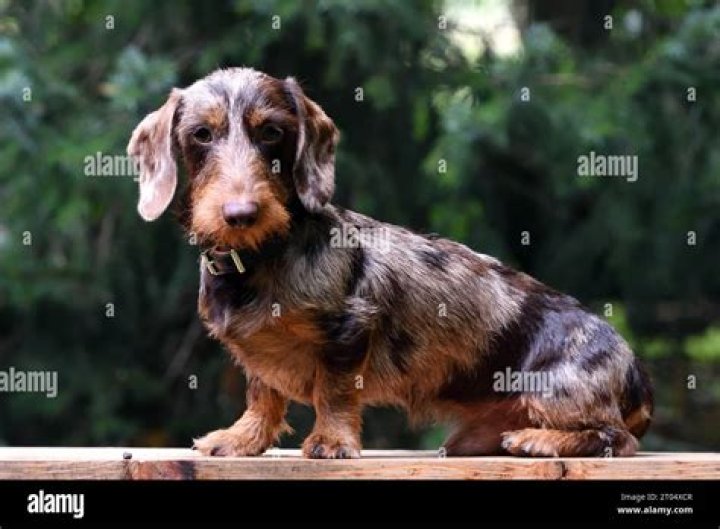 Unveiling The Enigmatic Dapple Sausage Dog: A Journey Of Discovery