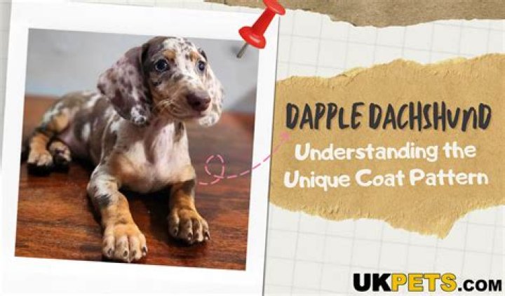 Unveiling The Enigmatic Hidden Dapple Dachshund: Discoveries And Insights