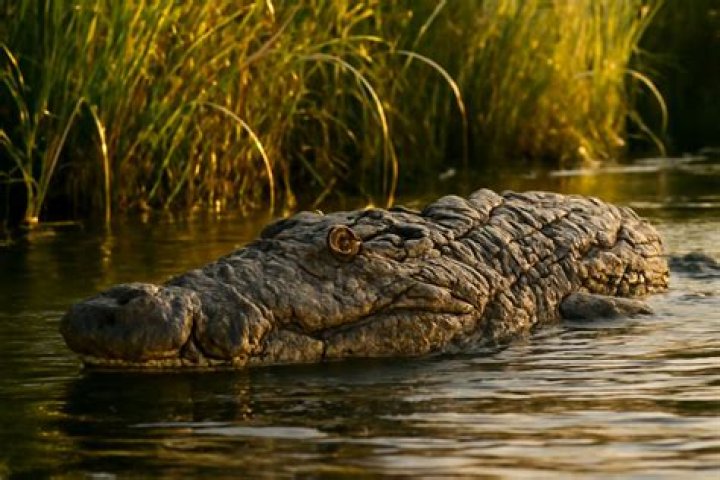 Unveiling The Hidden Truths: Crocodile In Sarafina