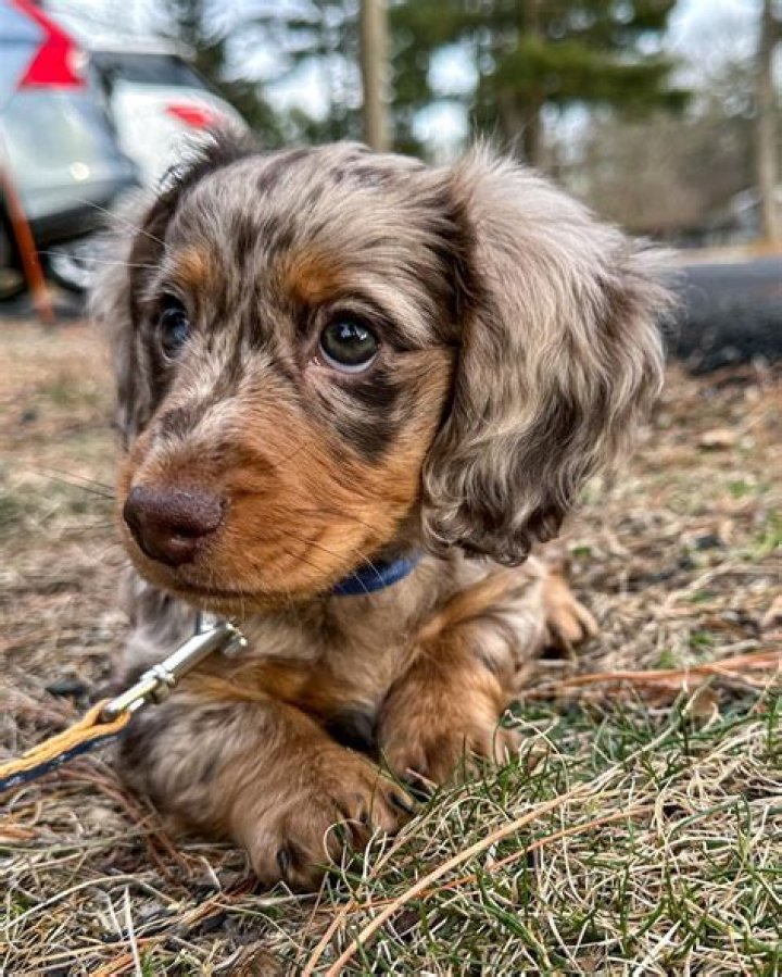 Unveiling The Long Haired Dappled Dachshund: A Journey Of Discovery