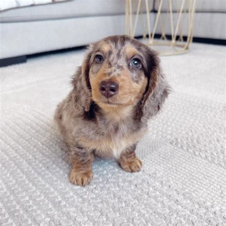 Unveiling The Long Haired Mini Dachshund: A Journey Of Discovery