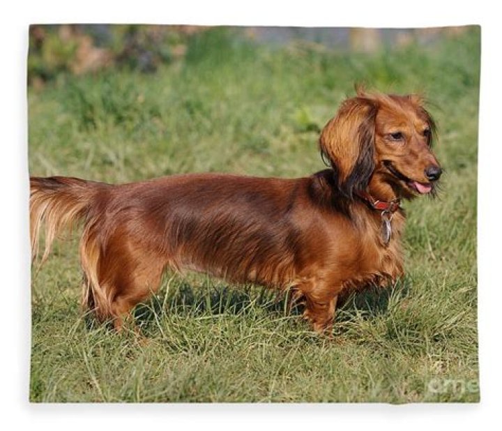Unveiling The Marvels Of The Long-haired Dachshund