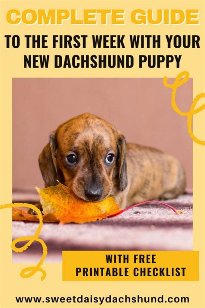 Unveiling The Secrets Of Dachshund First Season: A Comprehensive Guide