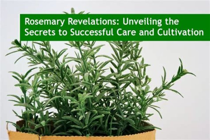 Unveiling The Secrets Of Mindy Boam: Insights And Revelations