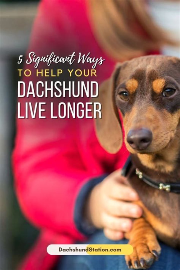 Unveiling The Secrets To A Longer Life For Your Mini Dachshund