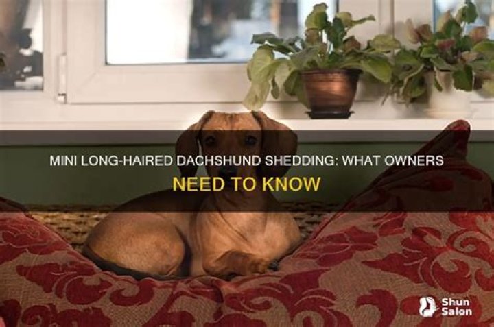 Unveiling The Shedding Secrets Of Mini Long Haired Dachshunds: Surprising Insights