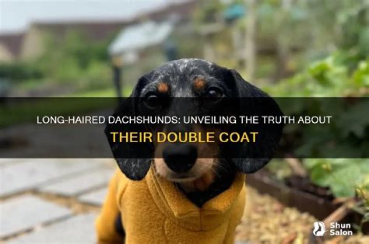 Unveiling The Truth About Dachshund Shedding: Discoveries And Insights
