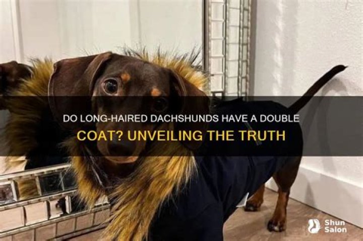 Unveiling The Truth: Do Mini Dachshunds Shed?