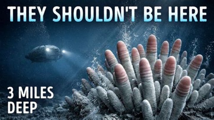 Unveiling The Wonders Of The Deep: Discoveries From Jane Laborteaux