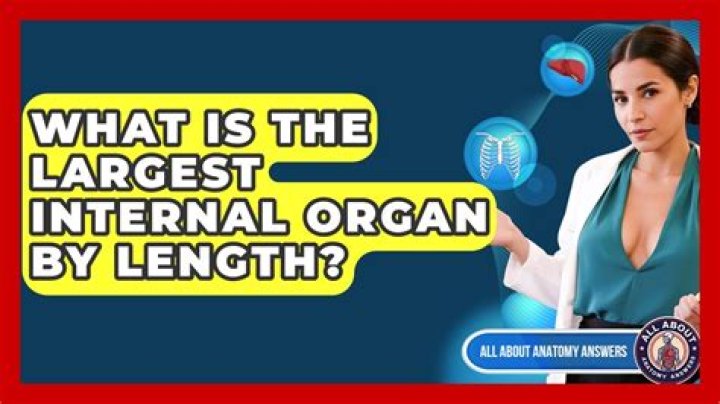 What is the largest internal organ of the Human body?