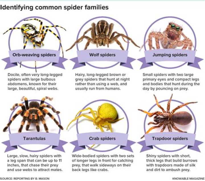 Why Spiders Can't Resist You