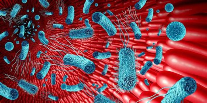 Wie Salmonellen im Darm koexistieren und Antibiotikaresistenzen